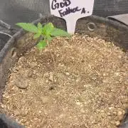 GODFATHER OG AUTO