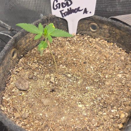GODFATHER OG AUTO