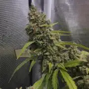 TRIPLE G AUTO