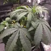 AUTO BLACK OPIUM