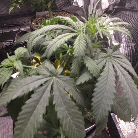 AUTO BLACK OPIUM