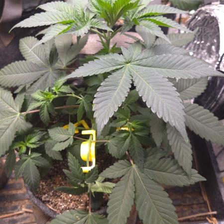 SKUNK #1 AUTOMAATIC