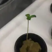 SKUNK #1 AUTOMATIC PLANT B