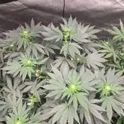 CANDY 🍫 / DIVINE SEEDS