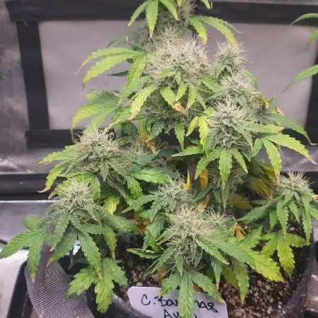 C. BANANA