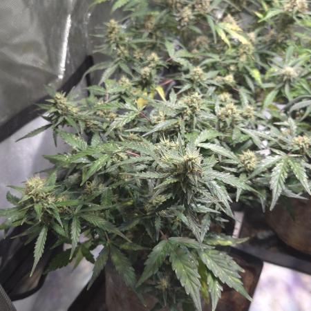 DOSIDOS AUTO