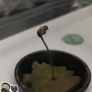 STICKY BROCCOLI 🥦 PLAGRON