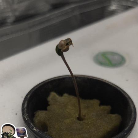 STICKY BROCCOLI 🥦 PLAGRON