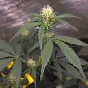 GODFATHER OG AUTO
