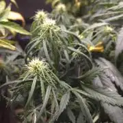 AUTO BLACK OPIUM