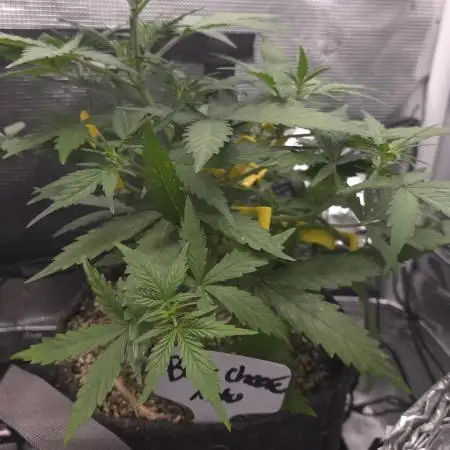 BLUE CHEESE 🧀 AUTO