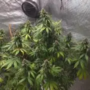 SPECIAL GROW CBD/THC