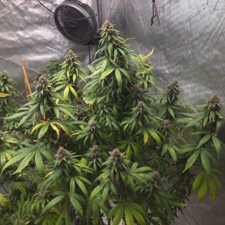 SPECIAL GROW CBD/THC