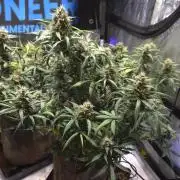 MIMOSA  AUTO