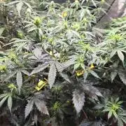 MIMOSA  AUTO