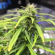 AUTO BLACK OPIUM