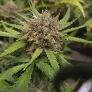 MOON ROCK  AUTO