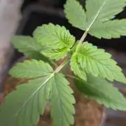 SKUNK #1 AUTOMATIC PLANT B