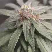 GG4 SHERBERT FF / FASTBUDS 420