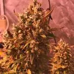 420 FastBuds DWC