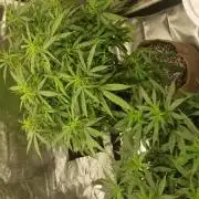 Gorilla Bomb and C99xBlueberry FAST grow