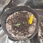 LemonMan Fastbuds, 20L organic grow