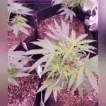 First time using living soil