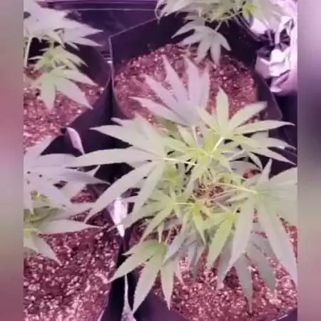 First time using living soil