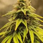Blue sunset sherbert