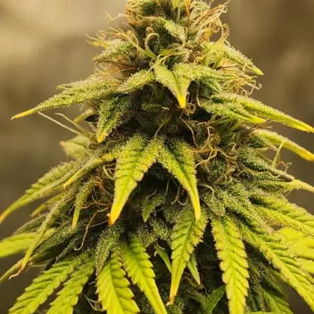 Blue sunset sherbert