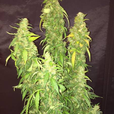 Gorilla Glue Auto [1.2 - 22]