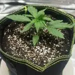 King's Juice Auto