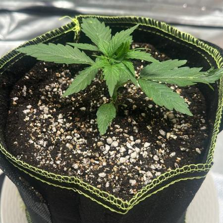 King's Juice Auto