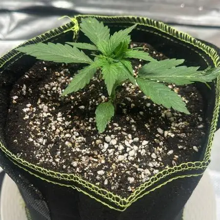 King's Juice Auto
