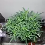 DIARIESGGGROW