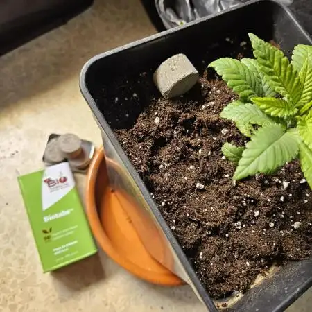 🍊range Bud 2.0