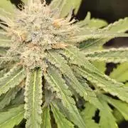 Strawberry Cola Sherbet+Fast Bastard