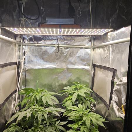 🍌Strawnana Sundae/ Again