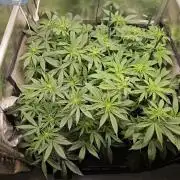 🍌Strawnana Sundae/ Again