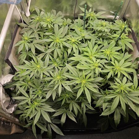 🍌Strawnana Sundae/ Again