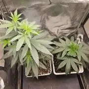 LORD KUSH...Delicious Seeds 2026 Contest