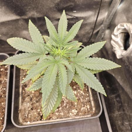 🍊range Bud 2.0