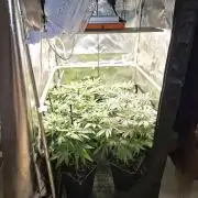 🍌Strawnana Sundae/ Again