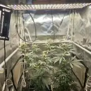 LORD KUSH...Delicious Seeds 2026 Contest