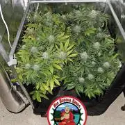 🍌Strawnana Sundae/ Again