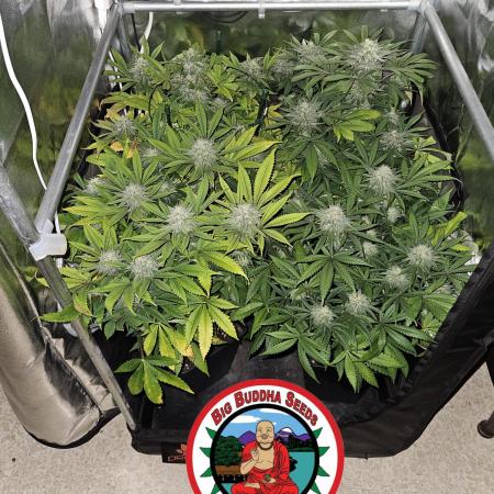 🍌Strawnana Sundae/ Again