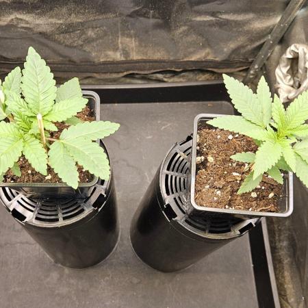 LORD KUSH...Delicious Seeds 2026 Contest
