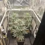 🍊range Bud 2.0