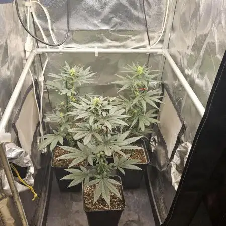 🍊range Bud 2.0