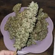 š«Choco Haze&Cheeseš§(Zamnesia)